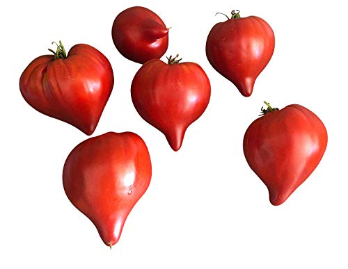 Tomate -Teton de Venus (Venusbrust Groß)- 10 Samen