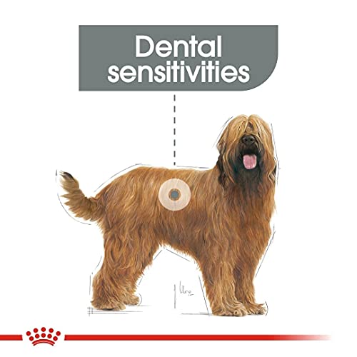 ROYAL CANIN Maxi Dental Care - 9 kg
