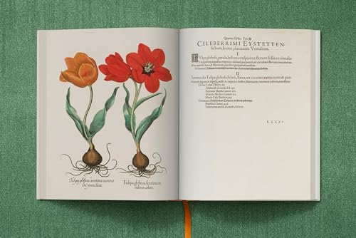 Basilius Besler The Garden at Eichstätt pour sublimer votre table basse - 8