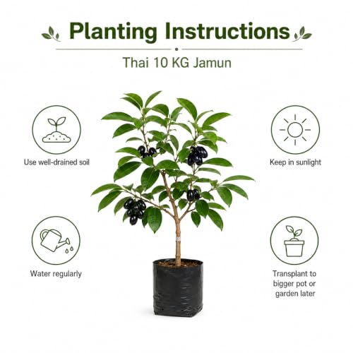 Image of Hybrid KG10 Thai King Size Jamun Plant Pack of 1 | Kg 10 Jumbo Jam Grafted Live Plant, Thai Variety Black Jamun Fruit Tree for Home Garden Planting | KJ4