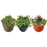 クラピア 3品種お試しセット 苗12株 K7 K5 K3 各4株 3平米用 植栽マニュアル付き 肥料付き グランドカバー グリーン