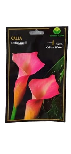Peyca Bulbo calla rehmannii 1 unidad - Semillas Iluro