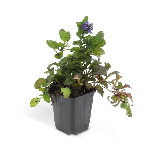 Bodendecker - Kriechender Günsel - Ajuga reptans - 9cm Topf...