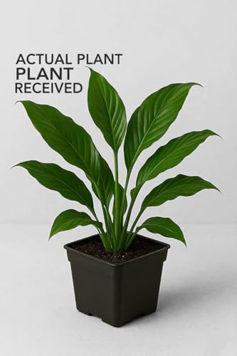 Image of Peace Lily Combo Plant | Live Indoor Flowering Spathiphyllum | Air Purifying Houseplant for Home and Office | Low Maintenance Decorative Plant for Gifting With Pot (PEACE LILY)