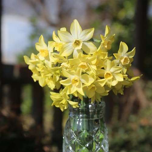 XCZ 葁炫 nj[  5 Narcissus CG[ F HA AςȂ ͂Ȃ݂ǂ