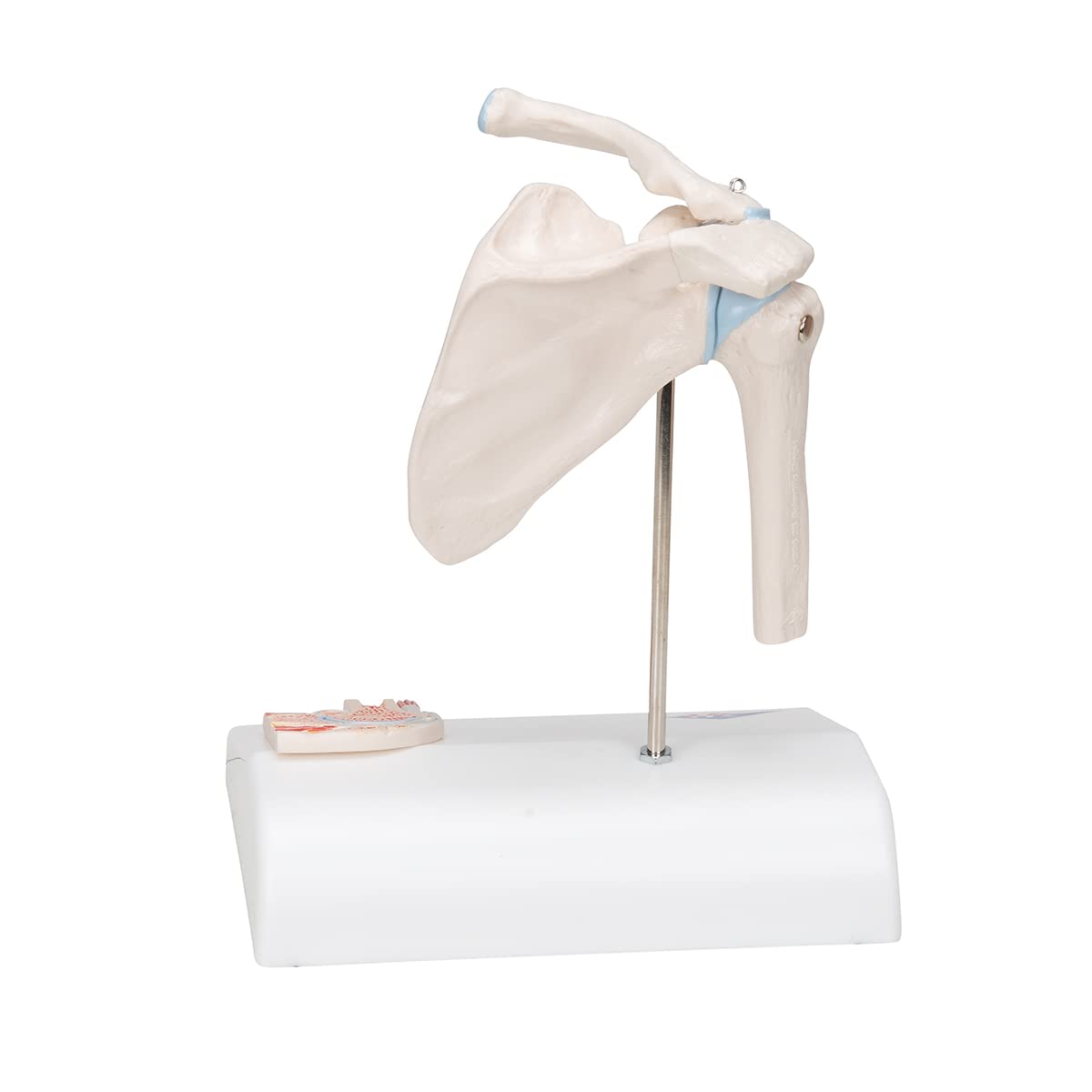 3B Scientific A86/1 Mini Articolazione della Spalla con Sezione Trasversale, su Base + software gratuito di anatomia - 3B Smart Anatomy
