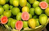 15 Semillas de Guayaba (Psidium guajava) - Árbol Frutal Exótico de Rápido Crecimiento