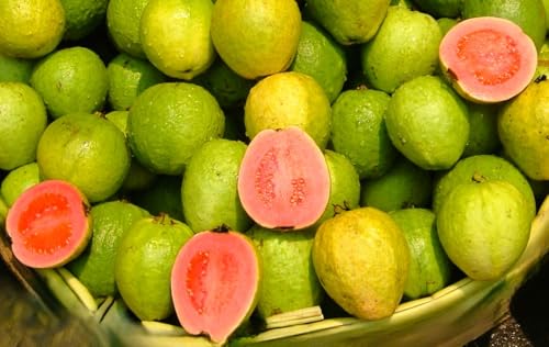 15 Semillas de Guayaba (Psidium guajava)   Árbol Frutal Exótico de Rápido Crecimiento