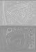 FlexiStamps Texture Sheet Set Pretty Paisley Designs (Including Pretty Paisley and Pretty Paisley Inverse)- 2 pc.