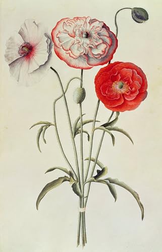 Affiche impression d'art tableau coquelicots maïs Georg Dionysius Ehret toile 60x90cm