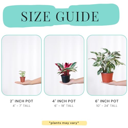 image for CoollectivePlants Aglaonema Chinese Evergreen ‘Cherry’ – Live Pl