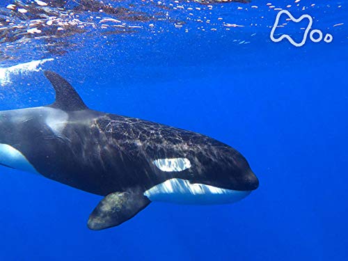 激闘シャチ対シロナガスクジラ 巨大生物集う謎の海域 の動画配信と色考察m9 ゚d゚ 秘蔵映像をチェック 激闘シャチ対シロナガスクジラ 巨大生物集う謎の海域 の動画配信と色考察m9 ゚d゚ 秘蔵映像をチェック