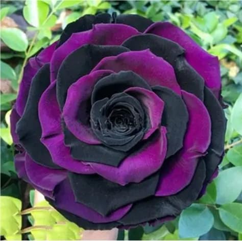 Eccellente Bulbi di Rosa - Perenne, Colori vivaci, Bassa Manutenzione, Decorazione d'Interni-5 Bulbi-F