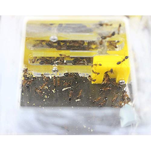 ZSBY Mieren Boerderij Insect Mier Villa Ant Workshop Insect Cage Puzzel Grote Mieren Nest Kids Educatief Speelgoed Twin… - Afbeelding 5