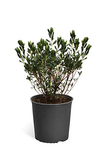 Brighter Blooms Delaware Valley White Azalea - 1 Gallon #TOP24