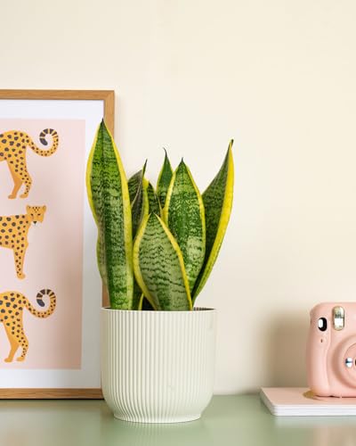 Prickle Plants Snake Plant - Hardy Indoor Plant with Upright Architectural Leaves Low Maintenance Greenery for Bedroom or Office Spaces (30-40cm incl. 12cm Pot)