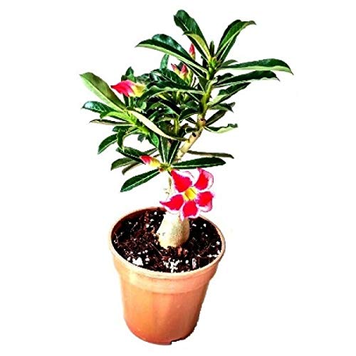 Mphmi Plant Adenium Flower plant Fairy (Grafted) Adenium plants obesum Desert Rose Plant