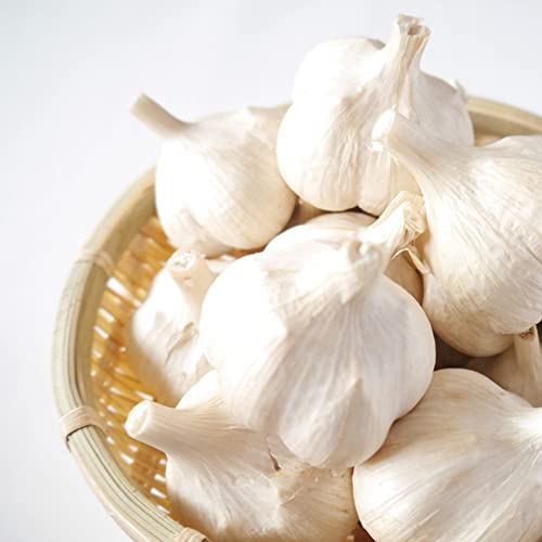 【 種 にんにく 青森 ニンニク 青森県産 ホワイト６片 約１ｋｇ 】 大蒜 野菜 やさい ガーリック garlic 球根 コンパニオンプランツ 料理 栽培 園芸