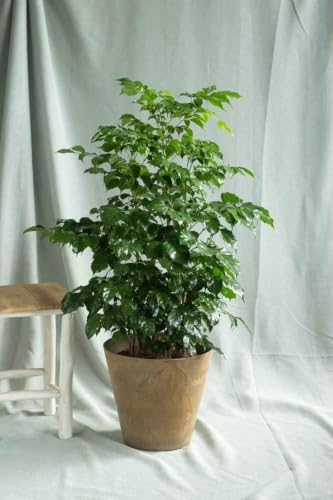 Image of China Doll Live Plant with 3 Inch Pot | Radermachera Sinica Indoor Air Purifying Houseplant | Easy Care Evergreen Ornamental Plant for Home Office Bedroom Living Room Decor | Pack of 1