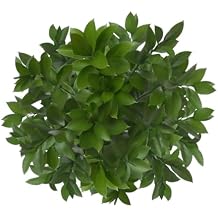 GlobalRose 100 Ruscus Stems - Fresh Flowers Greens Perfect for Wedding