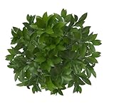 GlobalRose 100 Ruscus Stems - Fresh Flowers Greens Perfect for Wedding