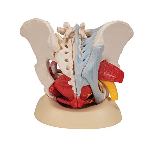 Image of 3B Scientific H20 /4 Female Pelvis w / Ligaments 6 Part - 3B Smart Anatomy