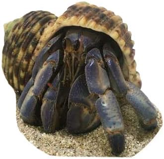 Amazon オカヤドカリ生体 Llサイズ 紫色系 1匹 りゅうか商事 観賞魚 水中生物 通販