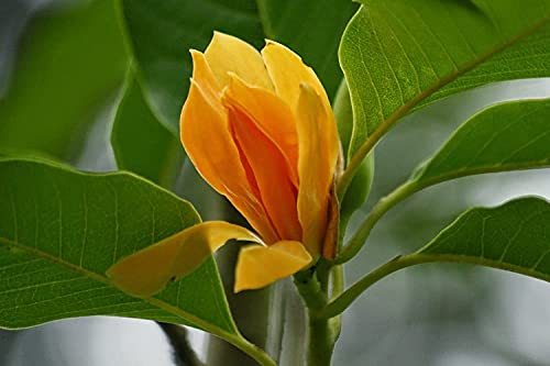 Gurveplantationi® Champa Plumeria Plant Live Golden Magnolia Champaca Son-chafa Champangi Sambagan Pivalu Sampige Son Sachochampo Tita-sopa Leihao Champaka Orange Color Flower (Michelia Champaca Plumeria Plant Live Flowering Tree 1 Plant)