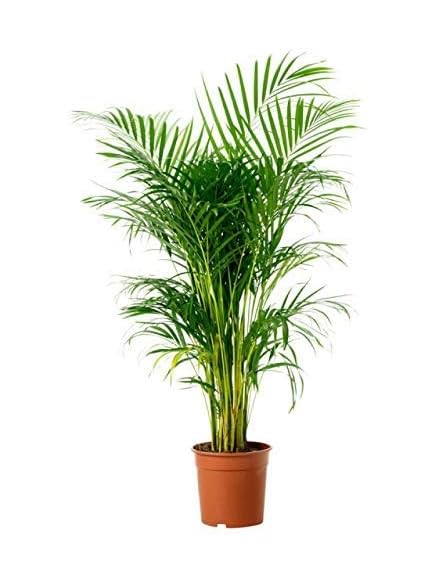 Treeicks Areca Palm Air Purifier Natural Live Plant (B0CQWK7PGS) Amazon Price History, Amazon Price Tracker