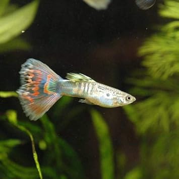 Amazon 熱帯魚 オールドファッションモザイク グッピー 国産グッピー １ペア 北海道航空便要保温 Charm チャーム 水槽 アクアリウム 通販