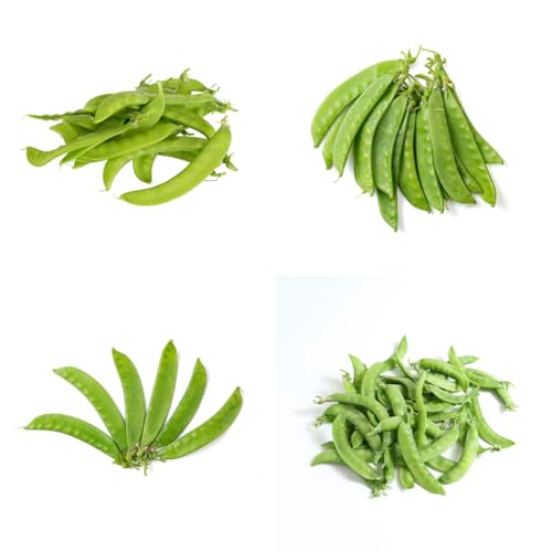 semi di piselli mangiatutto biologici resistenti per il giardino piselli mangiatutto verdi da appartamento da appartamento esotiche, 250pcs