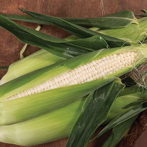 Silver Queen Treated Hybrid Sweet Corn Seed 400 Seed CT