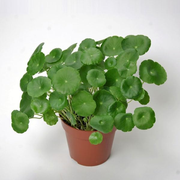 Live Chinese Money Plant Pilea Peperomioides Pennywort Ufo Feng Shui for Office Desk Balcony Terrace Garden Living Room Home Decoration Gifting Air Purifier Lucky Study Table Hanging Plant-image-49
