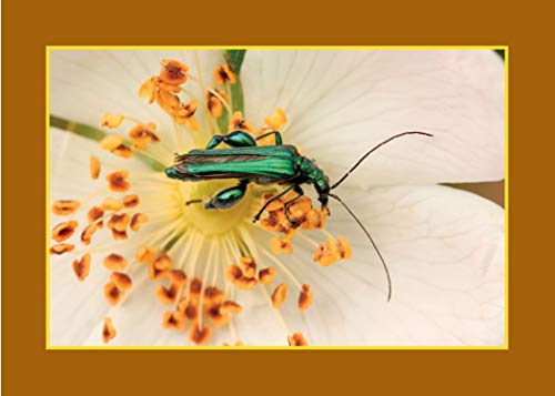 Know Your Pollinators (Old Pond Books) 40 Common Pollinating Insects including Bees, Wasps, Flower Flies, Butterflies, Moths, & Beetles, with Appearance, Behavior, & How to Attract Them to Your Garden - Image 6