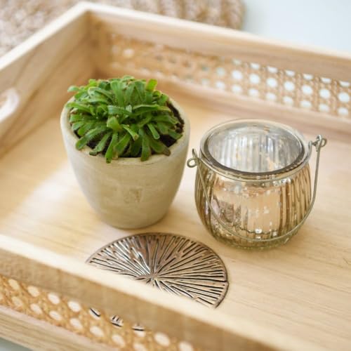 Drosera Aliciae Carnivorous Sundew Plant, Unusual Insectivorous Houseplant, Easy to Grow, 9cm Pot x 2, Thompson & Morgan