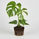 Philodendron Plant Live, Thai Constellation Monstera Plant Live, 5 to 9 Inch in Height, Green and Cream Color, Decorative Variegated Foliage for Home & Garden
