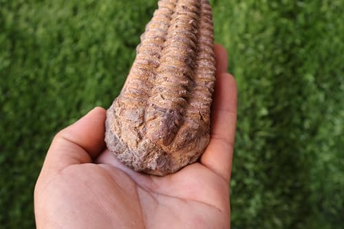 Image of Calymene Trilobite Flexicalymene Trilobite Ordovician Fossil Trilobites A217