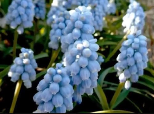 ムスカリ バレリーフィネ 15球 芽出し