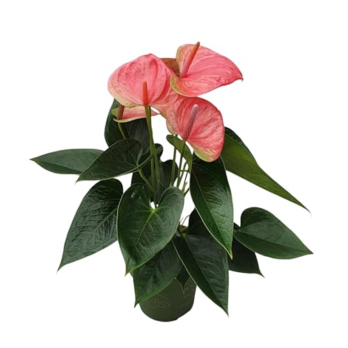 Plant in a Box - Flamingoblume - Anthurium \'Sweet Dream\' - Höhe 35-45cm - Topf 12cm - Blühende Zimmerpflanze - Rosa Plant in a Box - Flamingoblume - Anthurium \'Sweet Dream\' - Höhe 35-45cm - Topf 12cm - Blühende Zimmerpflanze - Rosa