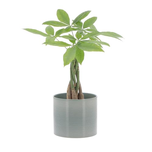 KENTIS - Pachira Acquatica - Pianta da Interno Portafortuna - Piante Vere da Appartamento - H 35-45 cm Vaso Ø 12 cm