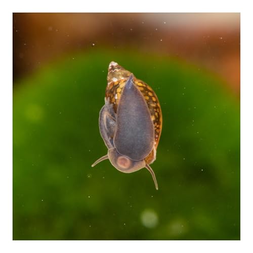 10 x Blasenschnecke, Physa, robuste, anspruchslose Aquariumschnecke
