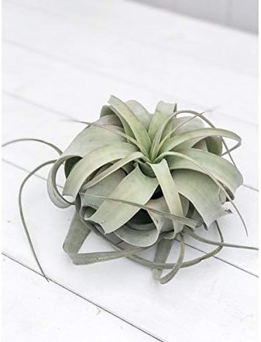 Amazon Co Jp エアプランツ チランジア キセログラフィカ Mサイズ Tillandsia エアープランツ ティランジア ブロメリア ホーム キッチン