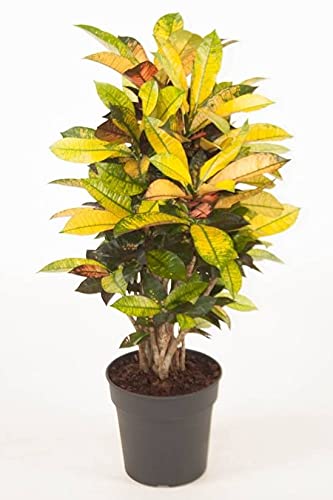 Croton Codiaeum Variegatum Yellow Iceton from plants valley (B097CHQC3C) Amazon Price History, Amazon Price Tracker
