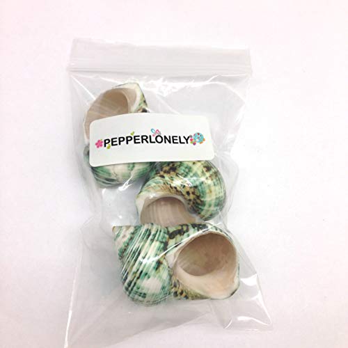 Image of PEPPERLONELY 3 PC Natural Large Hermit Crab Shells, Green Turbo, 2 Inch ~ 2-1 /2 Inch