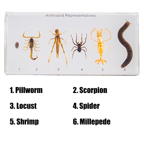 Image of Resin Insect Specimen Set, Science Toys for Kids Aged 3-12 (Arthropod)