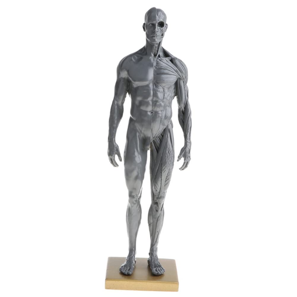 Materiale di anatomia umana maschile e femminile Ecorche e materiale di laboratorio per modelli di pelle, riferimento anatomico per artisti
