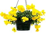 POWERS TO FLOWERS