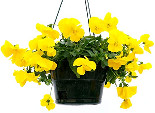 POWERS TO FLOWERS - VIOLE DEL PENSIERO, VIOLA A FIORE PENDULO GIALLO, BASKET, pianta vera