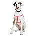 YOULY WEBB Pink Dog Harness, Large