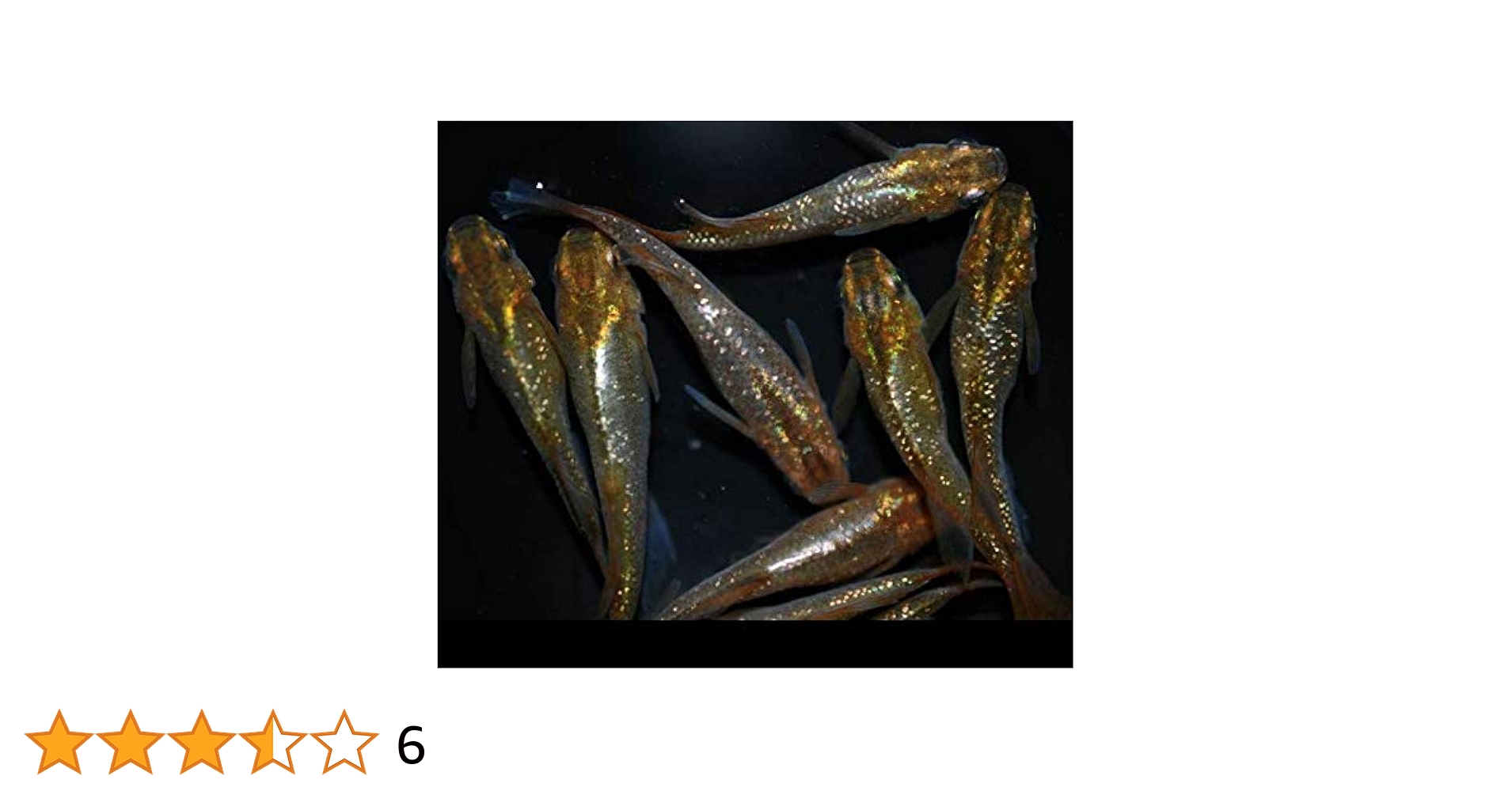 Amazon | メダカ 鳳凰改【若魚】1ペア+α1匹 | ノーブランド品